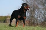 ROTTWEILER 585